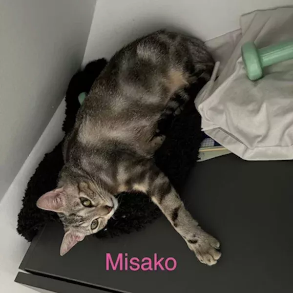 Misako, chat femelle tabby recueilli par Les ti'chats