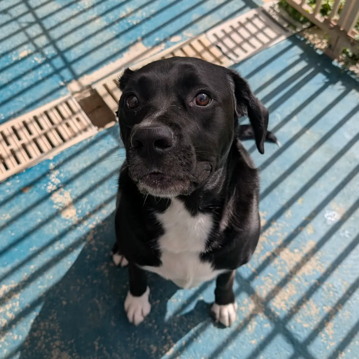 STELLA
