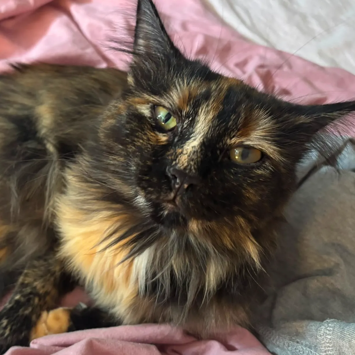 Nala