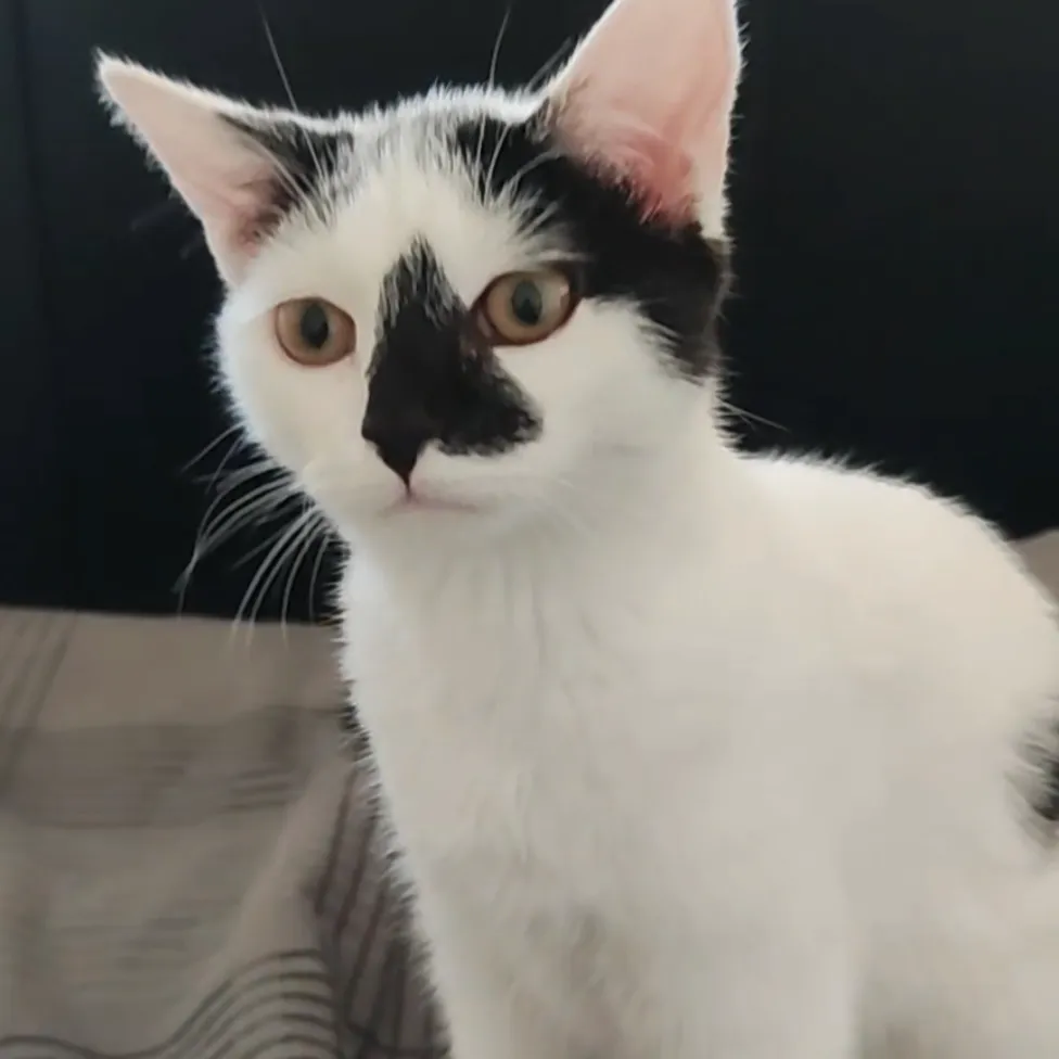 Kimy