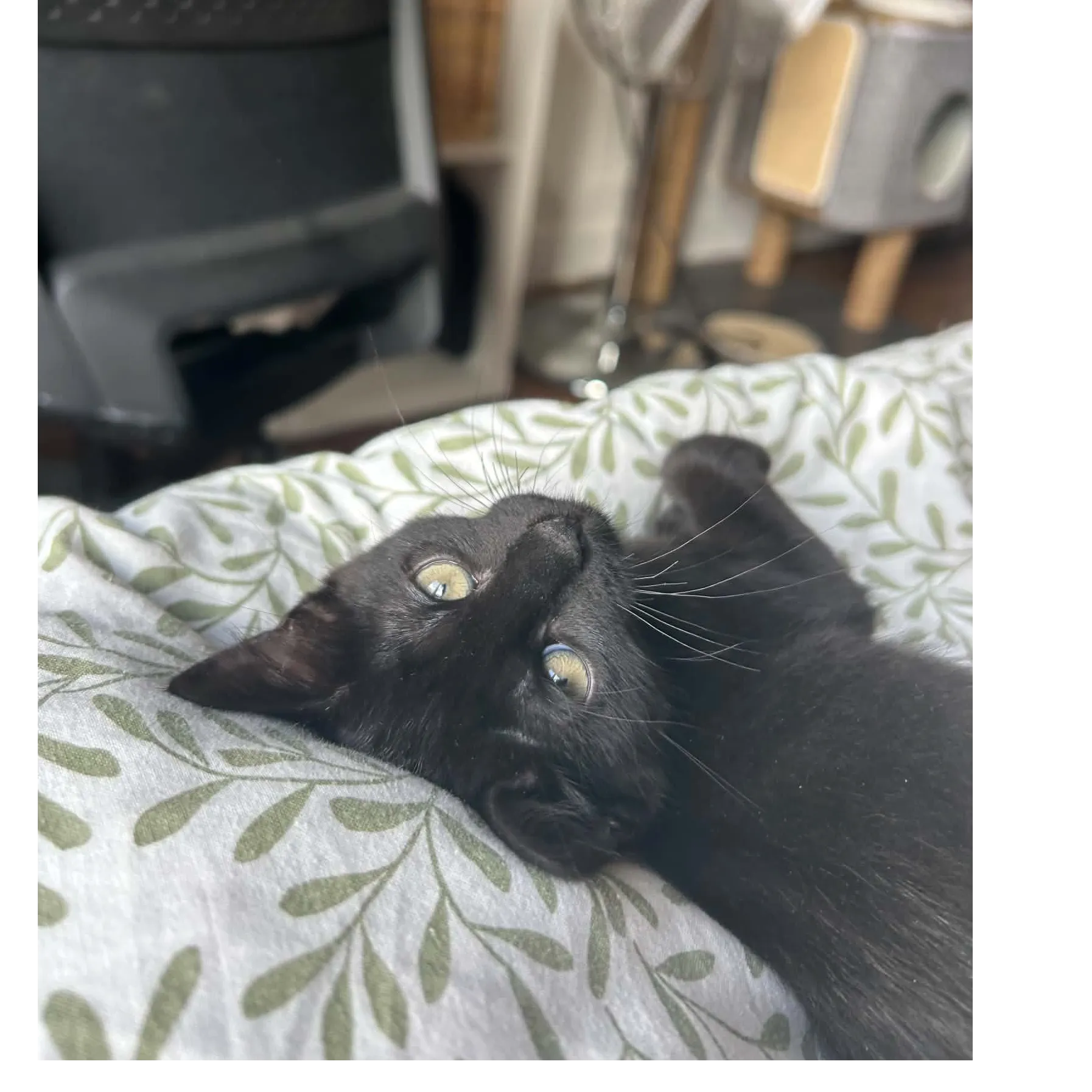 Echo