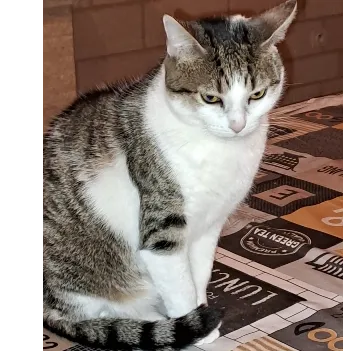 'Kitty