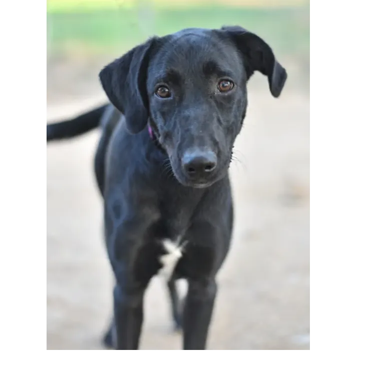 BAGHEERA