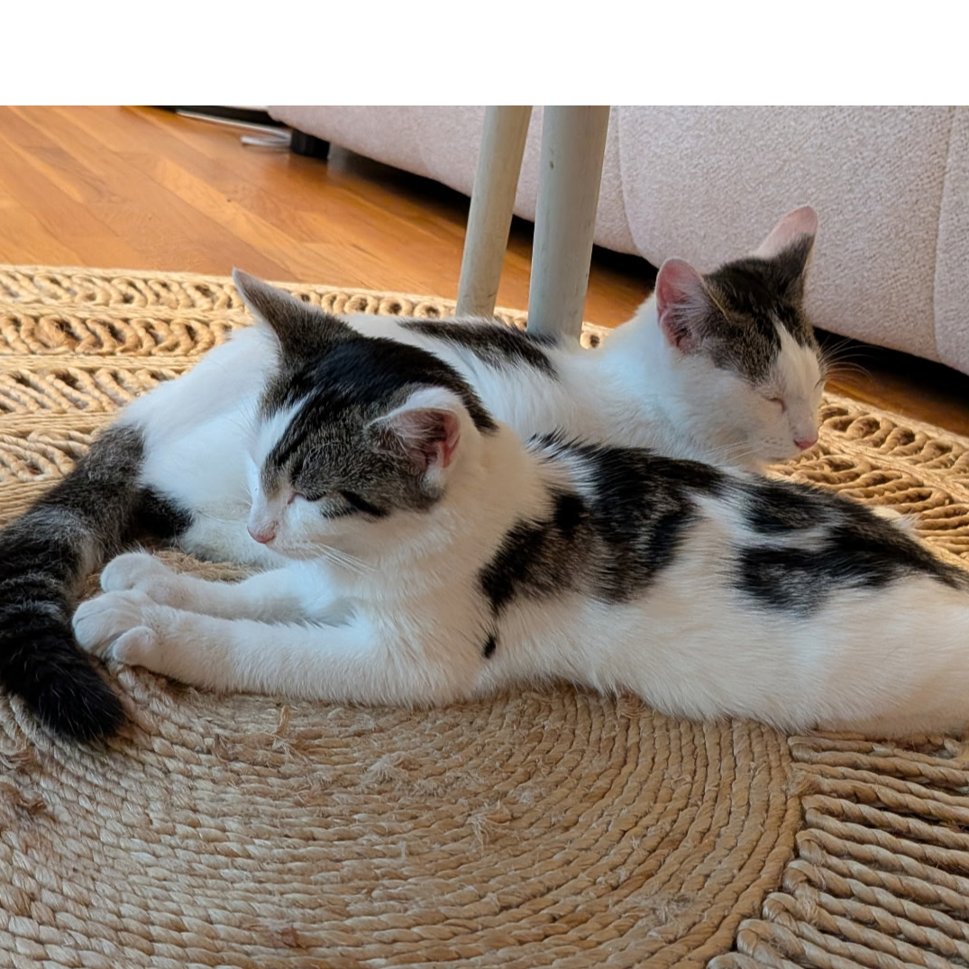 Baloo et Bianca