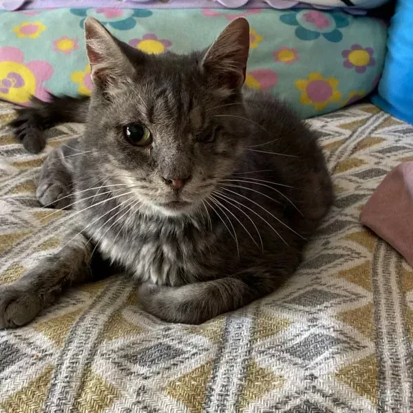 Oli, chat mâle tabby recueilli par Les ti'chats