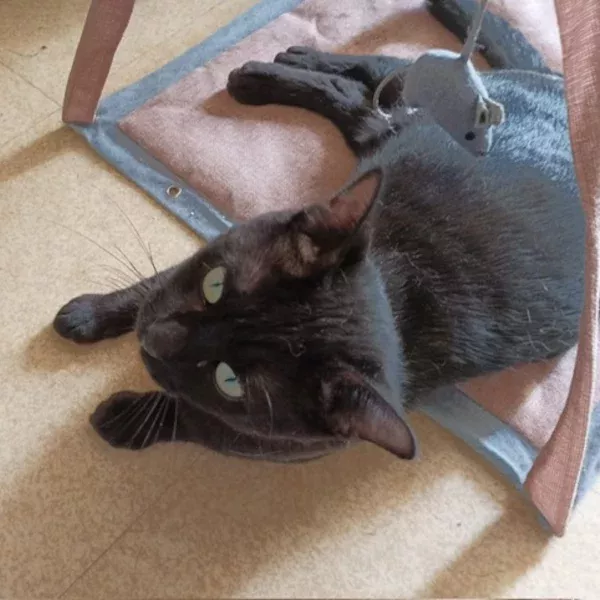 Heavy, chat mâle noir recueilli par Les ti'chats