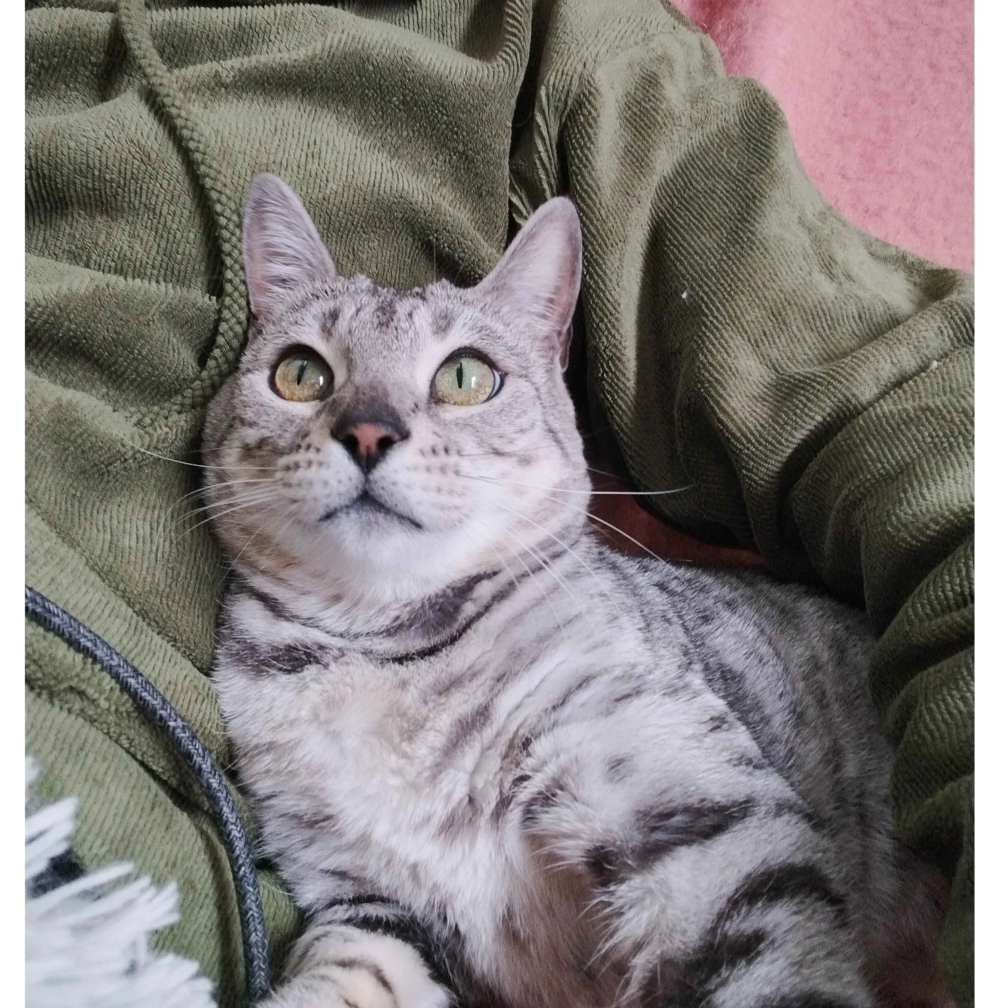 Anya