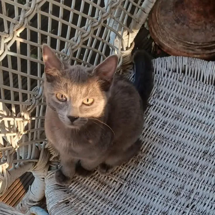 Lilo