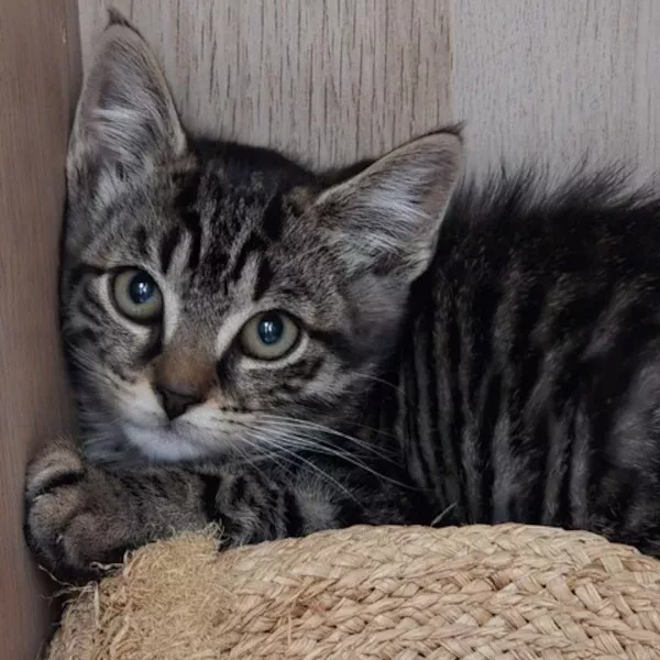 Monoko Alinesson, chat mâle tabby recueilli par Les ti'chats