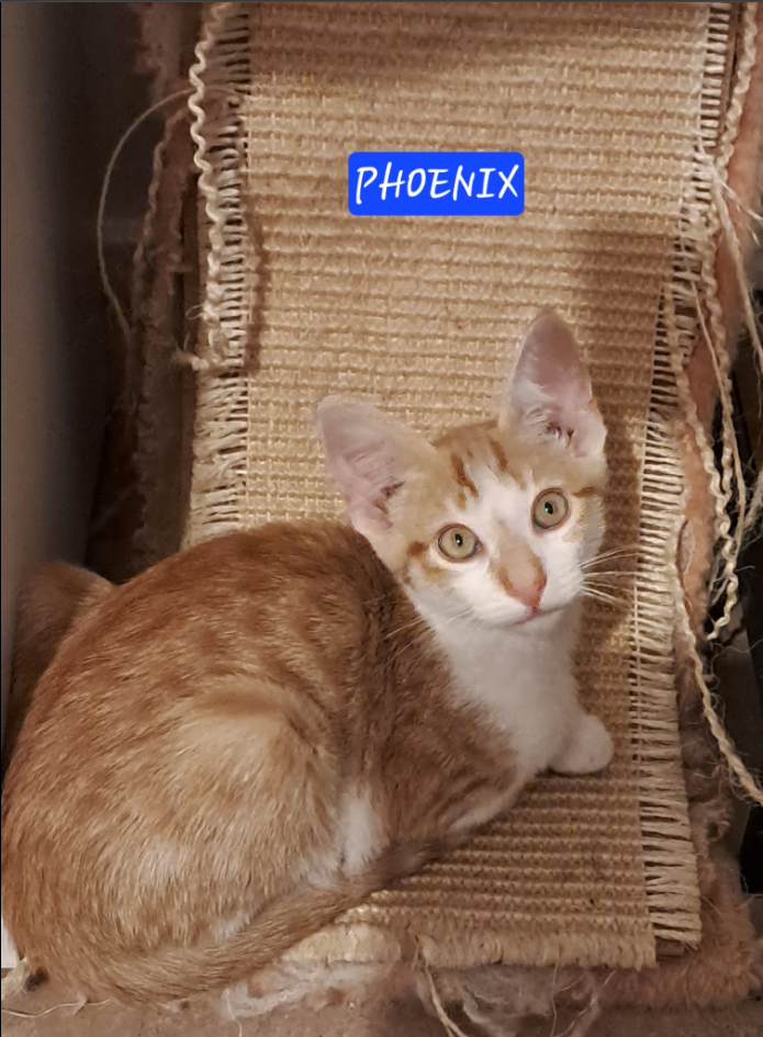 Phoenix