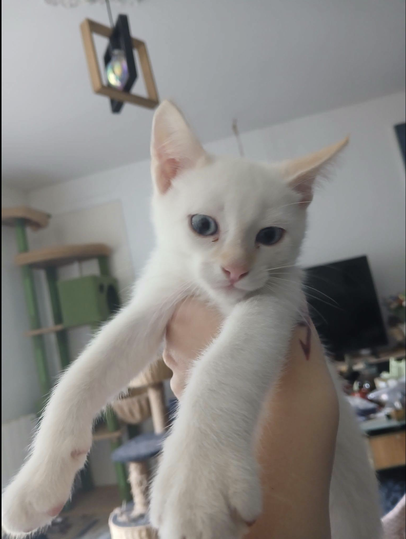 Bartok