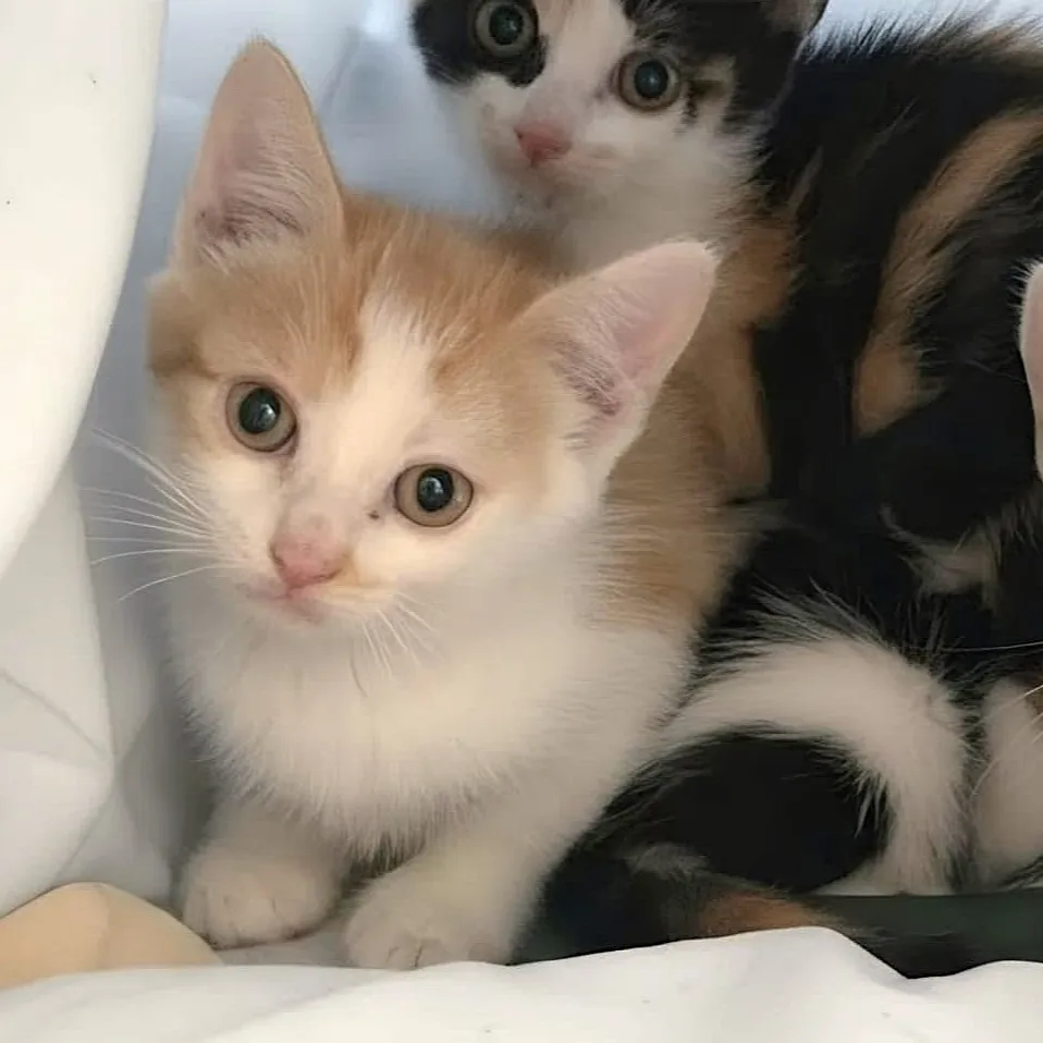 BOWIE