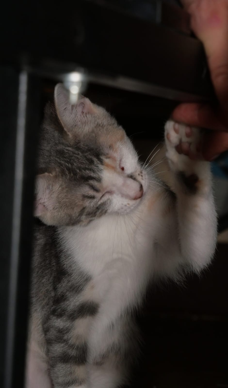 Lila