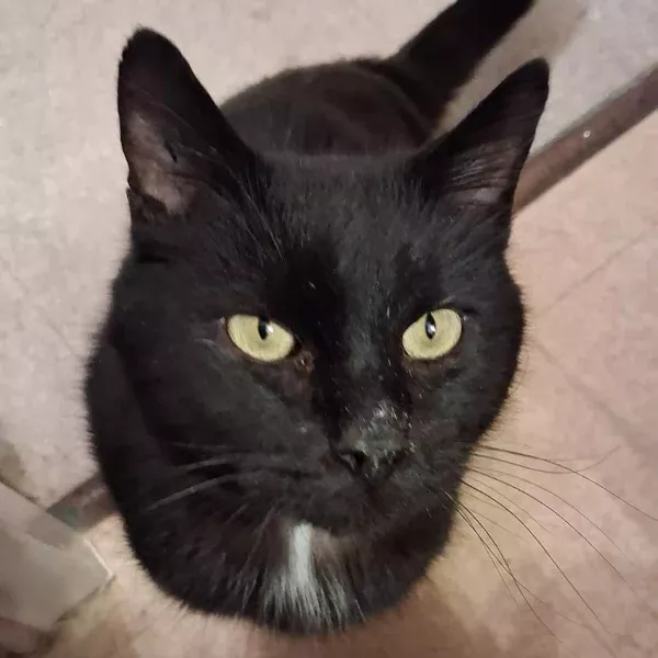 Brady, chat mâle noir recueilli par Les ti'chats