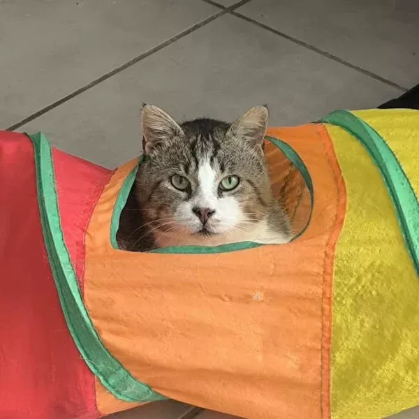 Norbert, chat recueilli par Les ti'chats