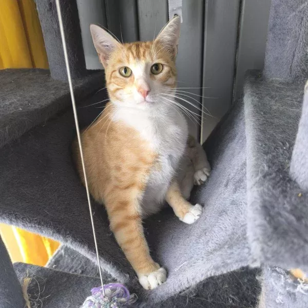 Sansa, chat mâle roux et blanc recueilli par Les ti'chats