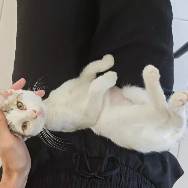 Pansy, chat femelle blanc recueilli par Les ti'chats
