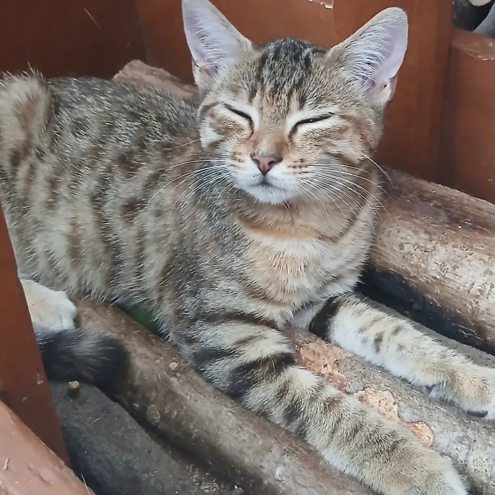 BIJOU