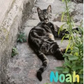 NOAH