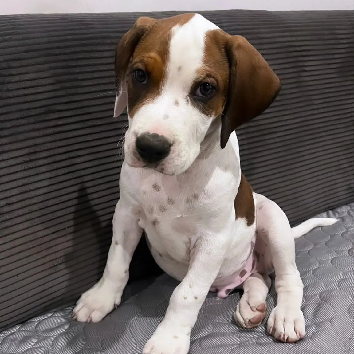 Bowie