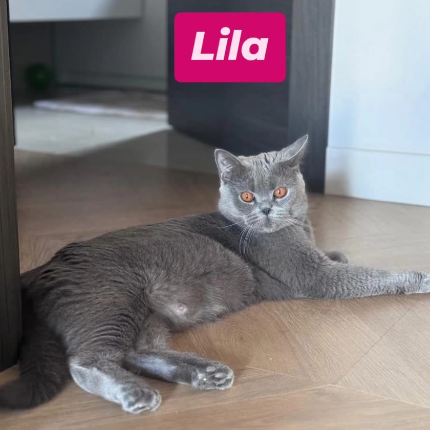 Lila