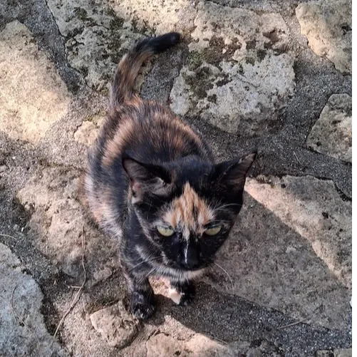 CALYPSO