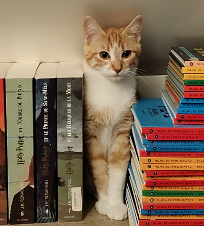 Chat à adopter à Ambillou (37340)