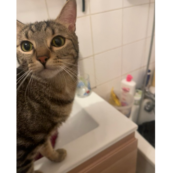 Alf
