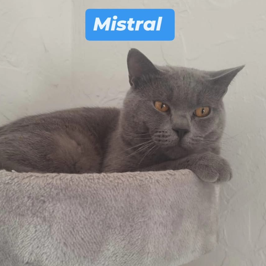 Mistral