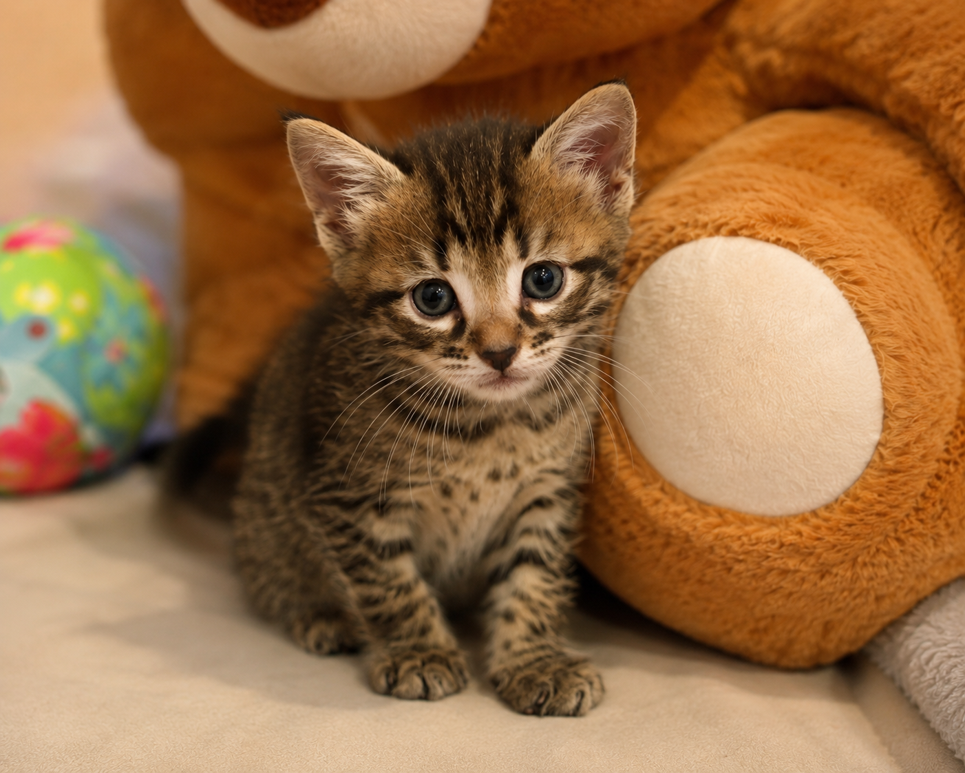 Chatons cherchent leurs familles