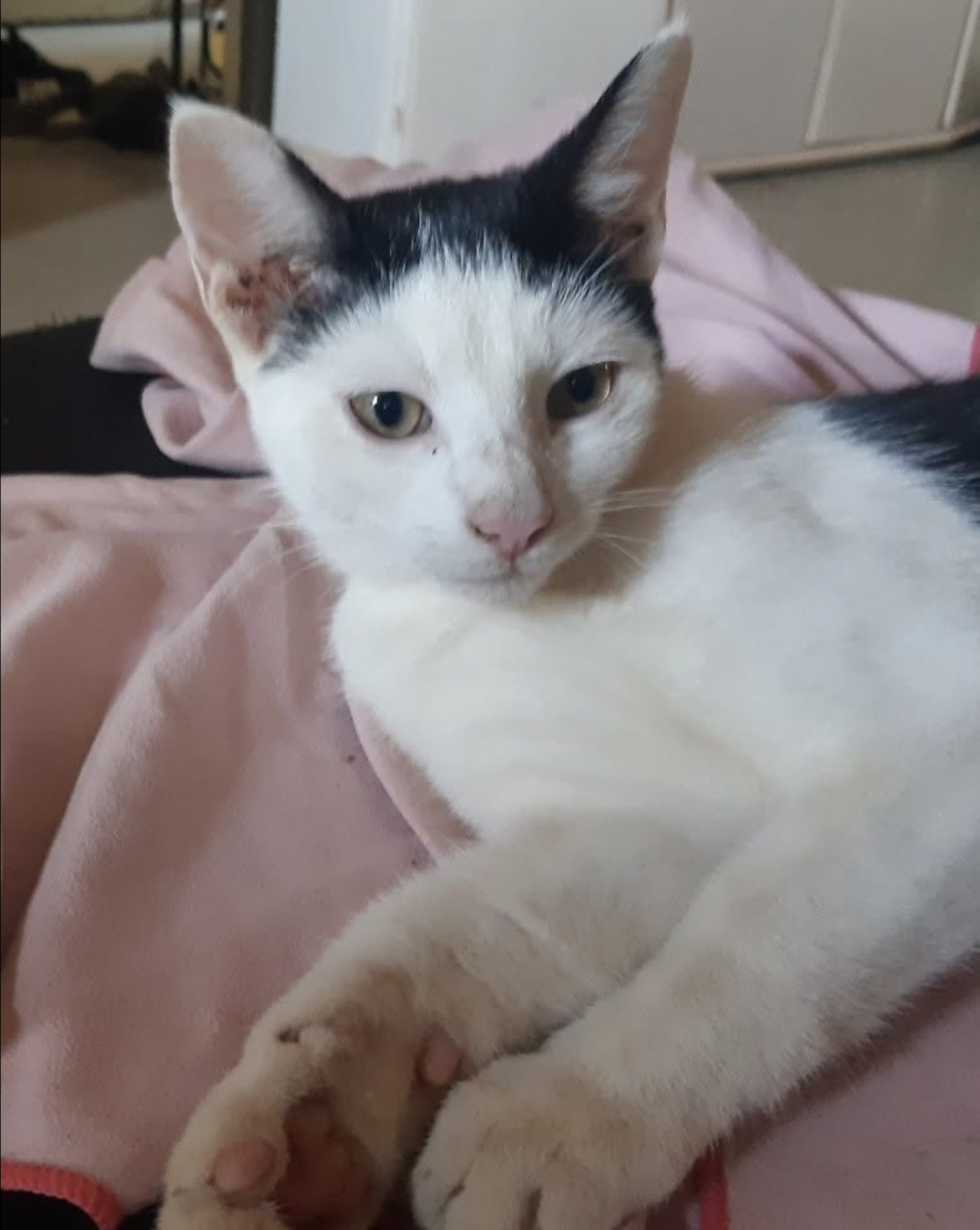 Portée de chats à adopter à Cahors