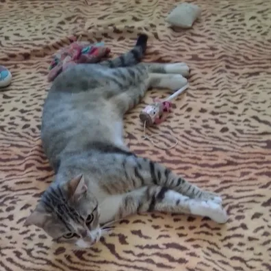 OSCAR