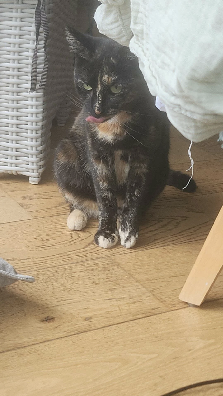 NOISETTE
