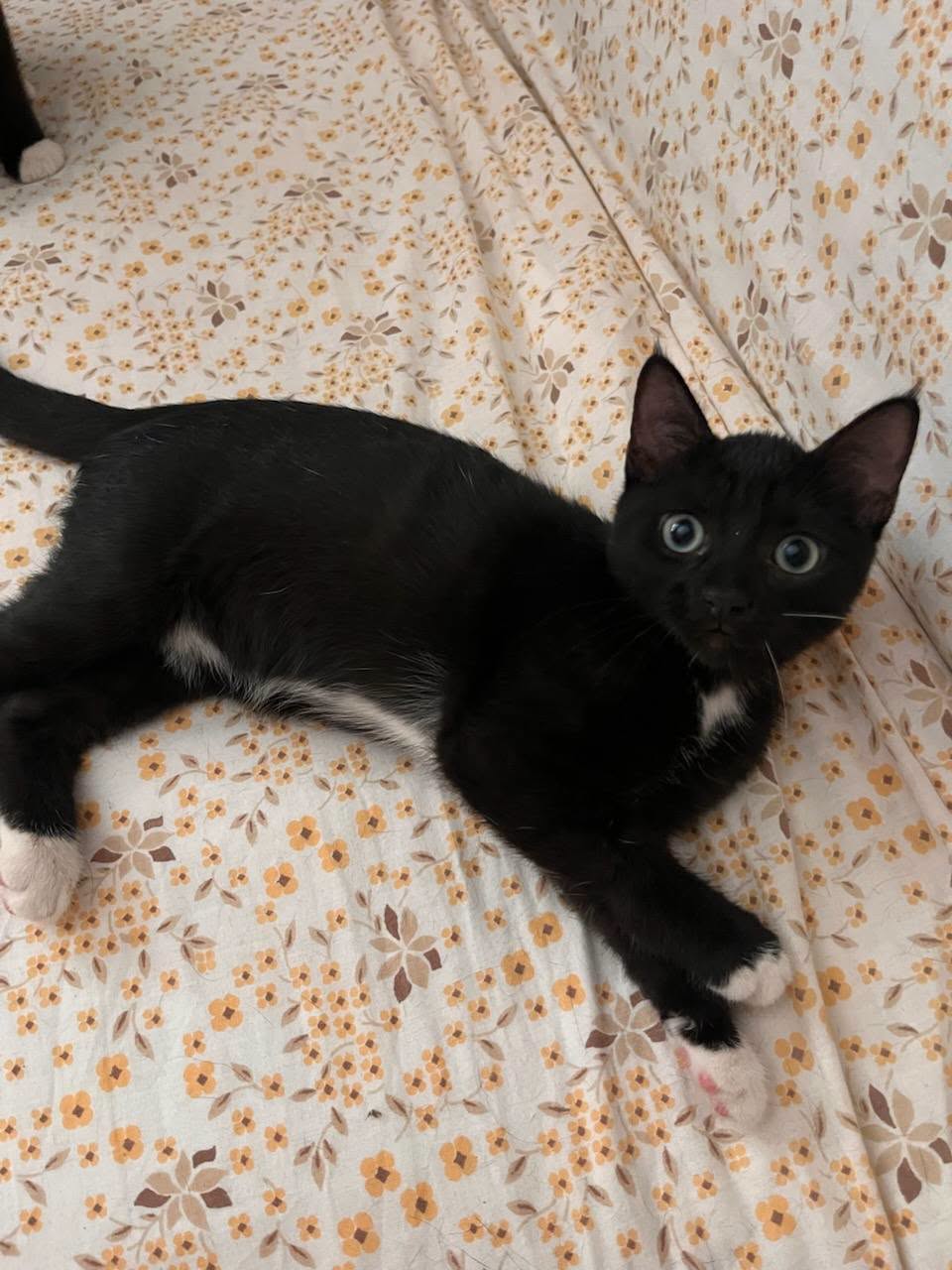 Bella