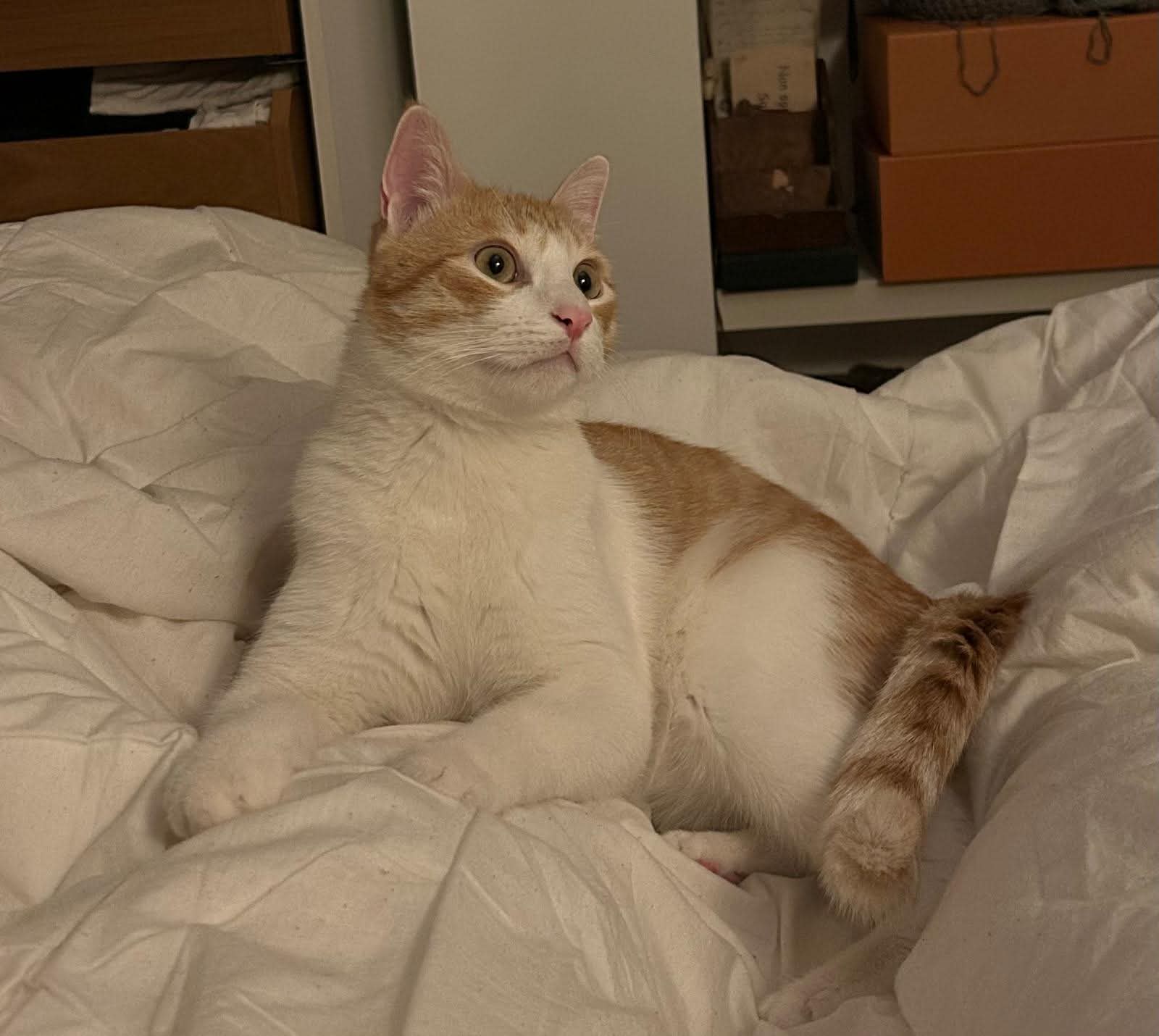 Miki