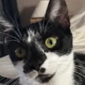 KITTY