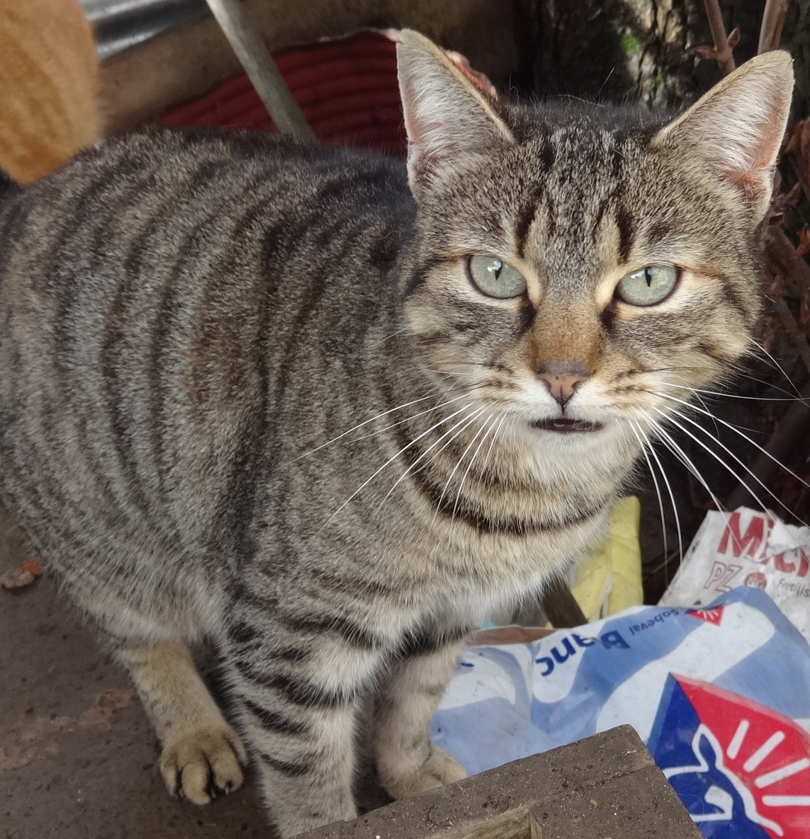 PARRAINAGE D'UN CHAT OU D'UN CHIEN