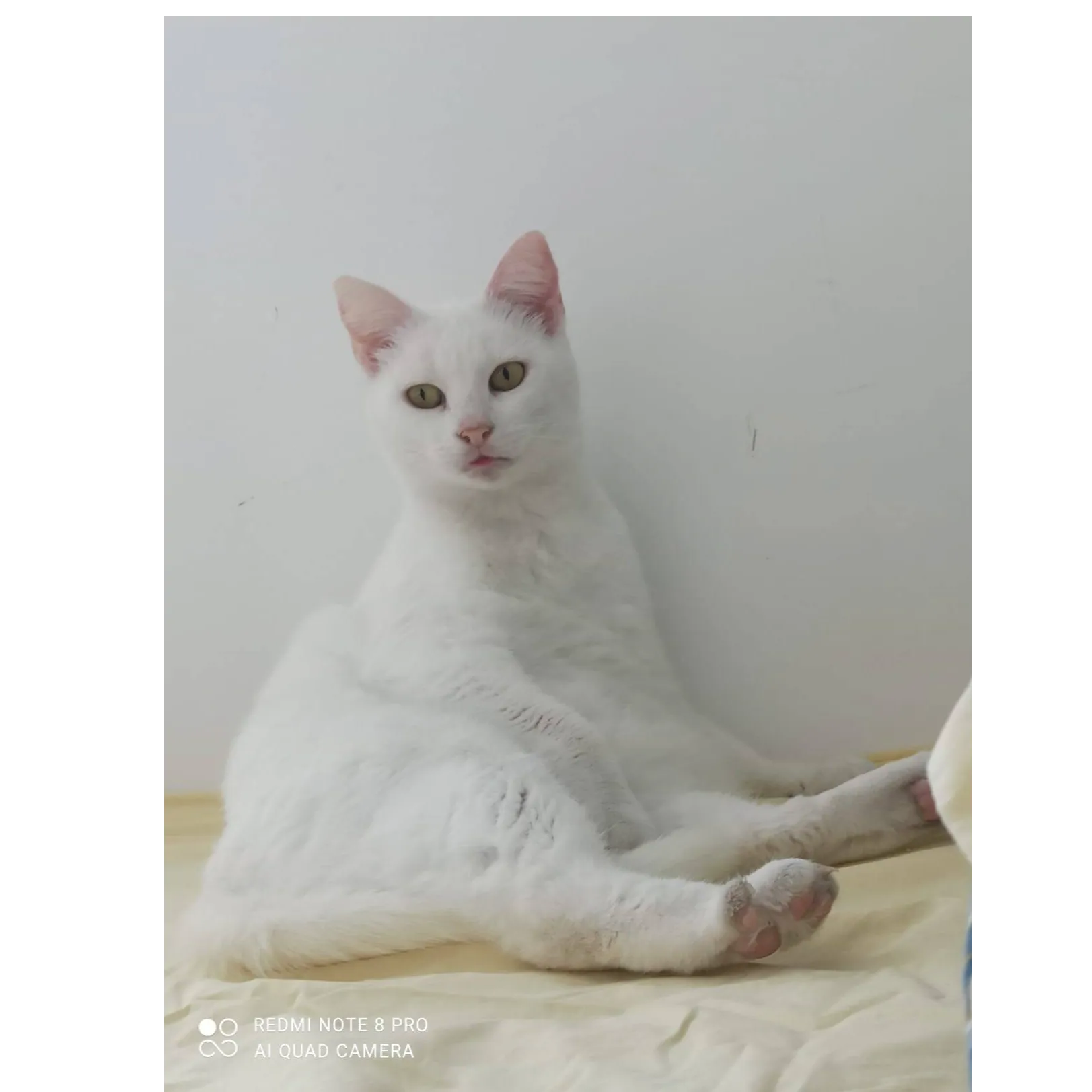 Blanquette