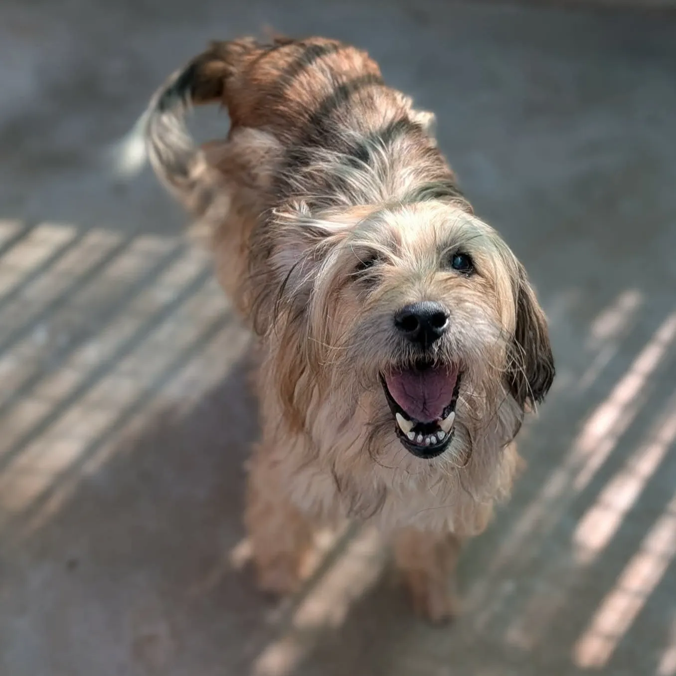 TAZ
