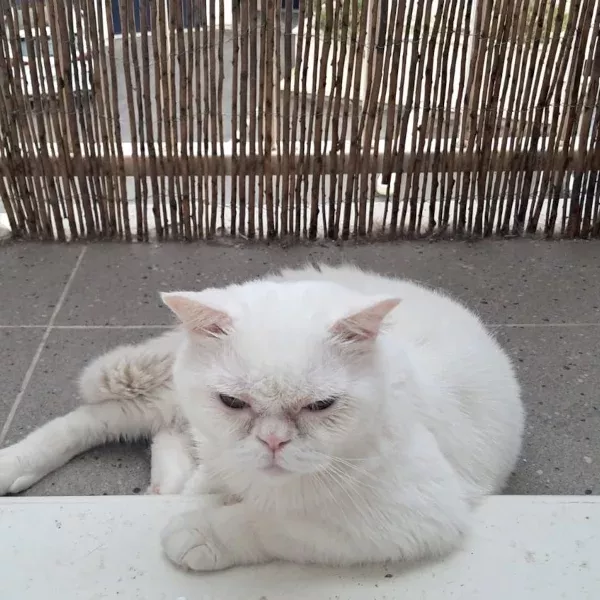 Oscard, chat mâle blanc recueilli par Les ti'chats