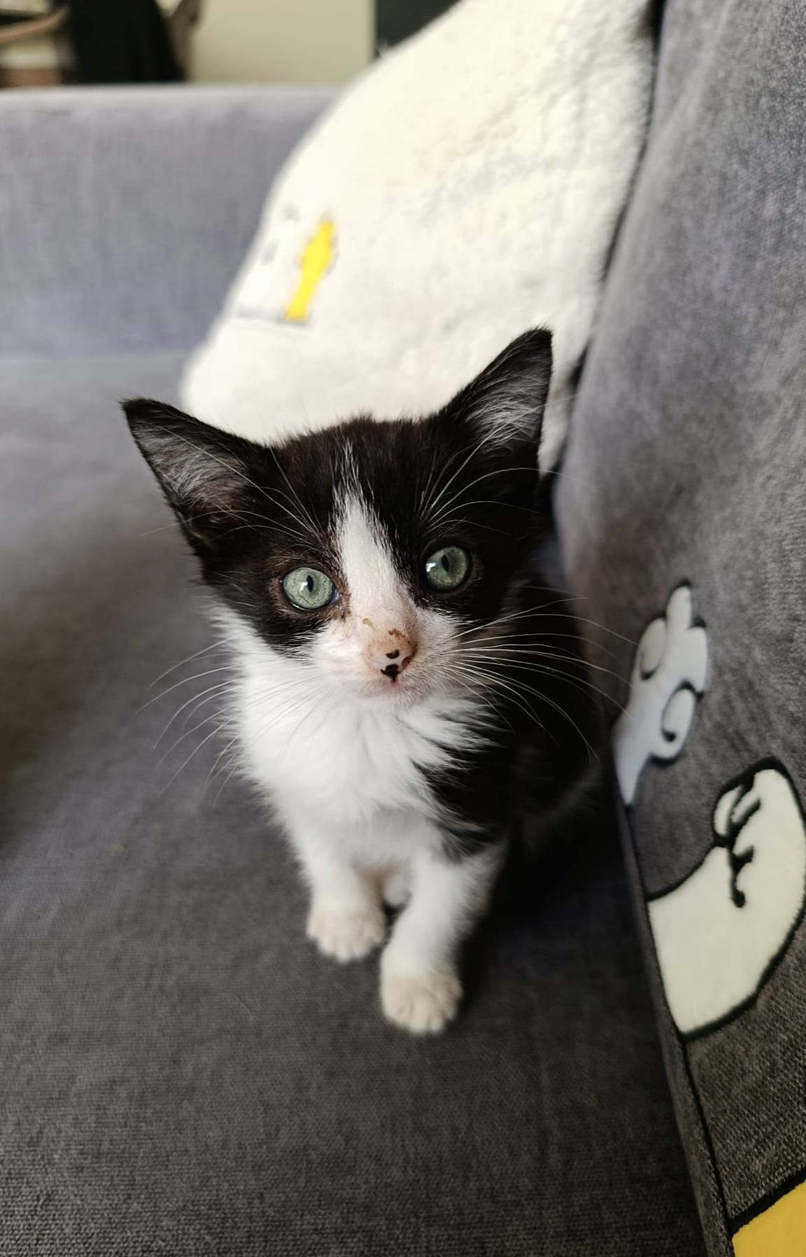 Bandit