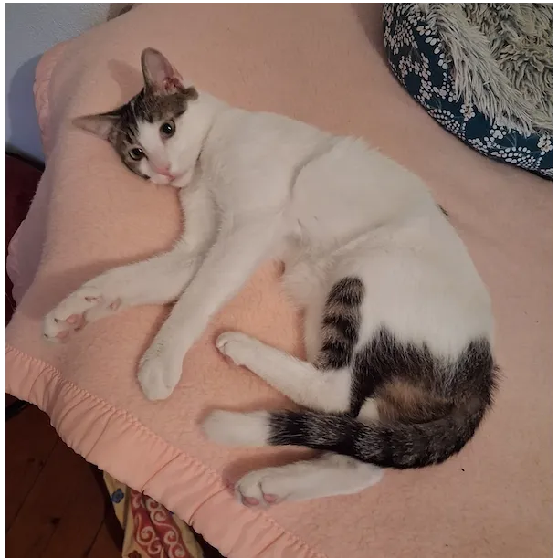 CÉDRIC