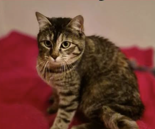 Amy, une petite merveille pleine de joie malgré sa différence