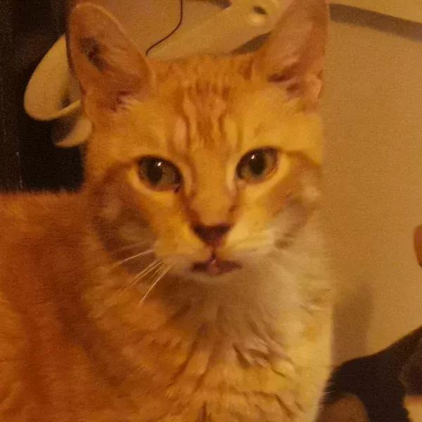 Diddle, chat mâle roux recueilli par Les ti'chats