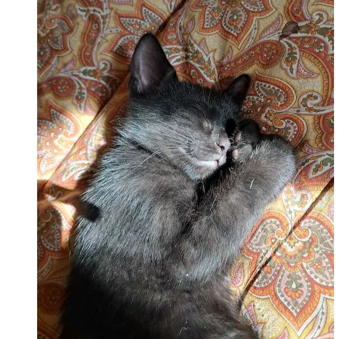 PAMPLEMOUSSE