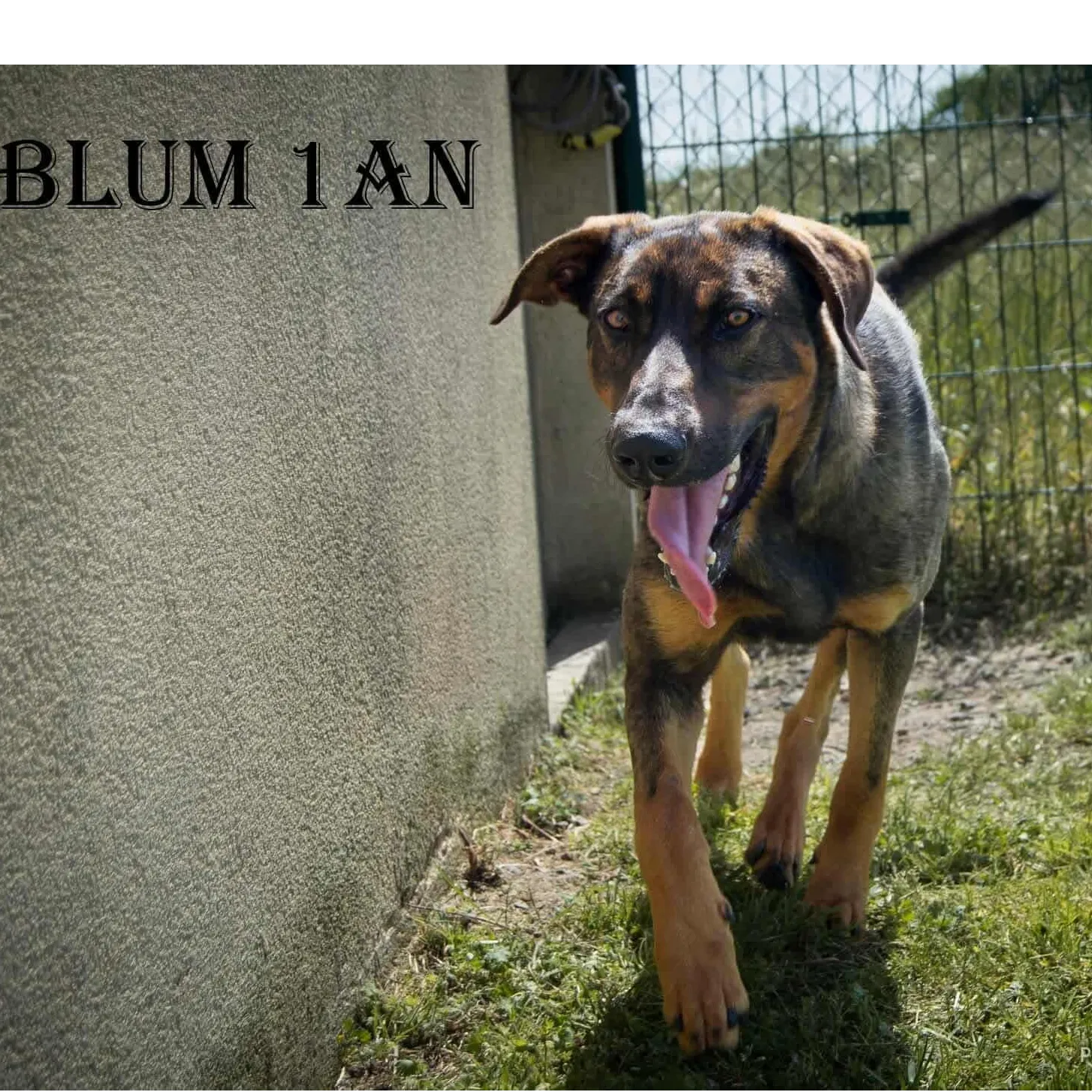 BLUM