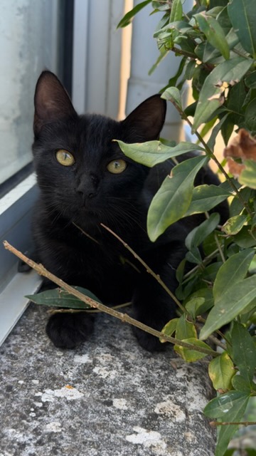 Darwin