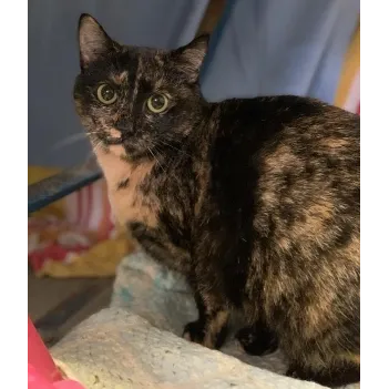 'Rosie