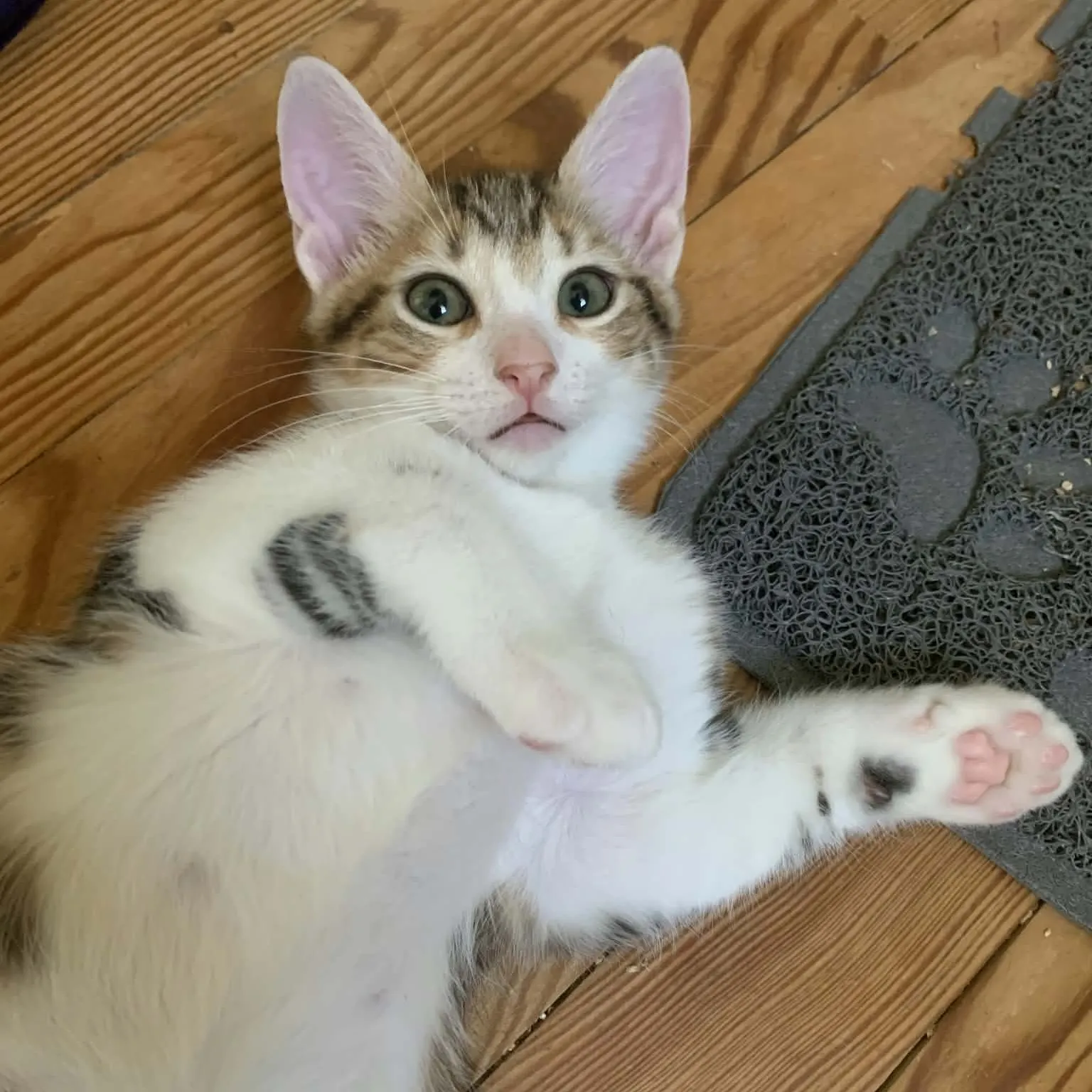 BISCUIT