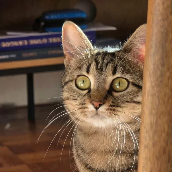 Rambagh, chat adopté via Les ti'chats